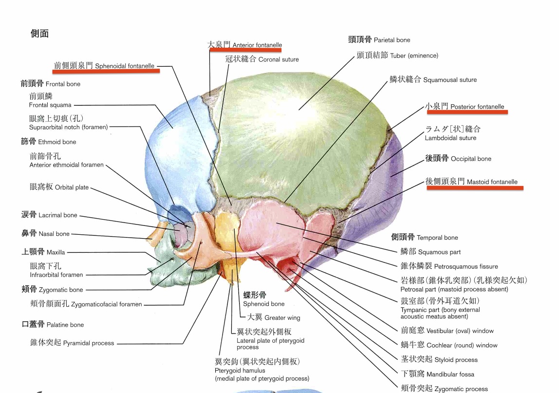脳 下 垂体 前葉 ホルモン