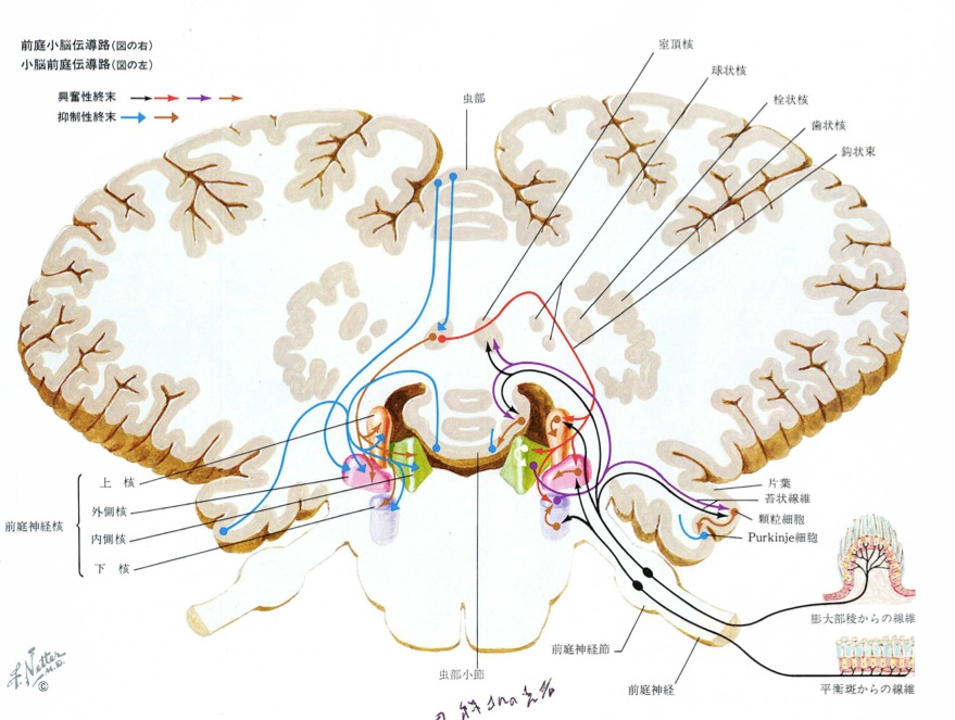 小脳の解剖